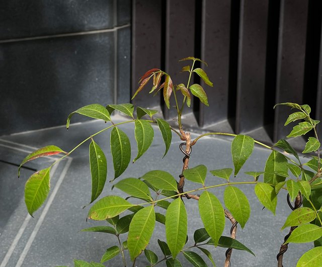 伊藤暖鏡南蛮丸鉢 漆の森風中級寄せ植え盆栽 | - ショップ mu bonsai 観葉植物 - Pinkoi