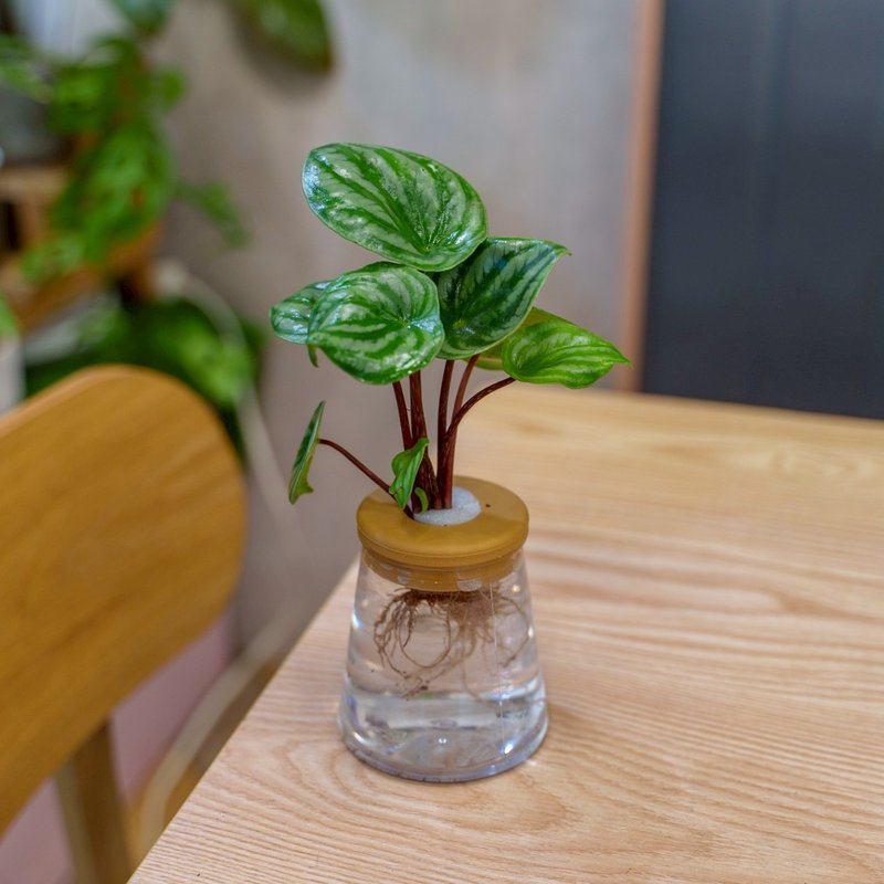 西瓜皮椒草 三角水耕盆栽 室內植物 觀葉植物 禮物 水培 - 盆栽/植栽 - 植物．花 透明