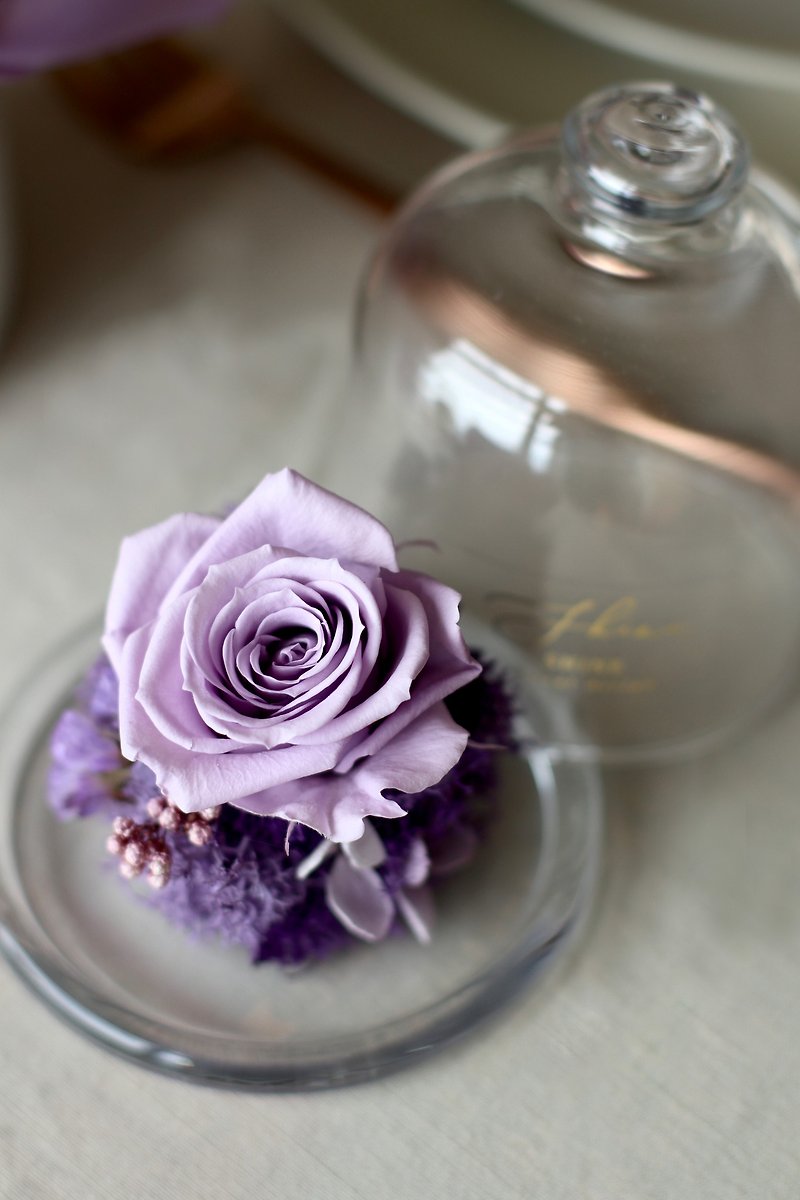 紫不凋花玫瑰玻璃盅罩 - 乾花/永生花 - 植物．花 紫色