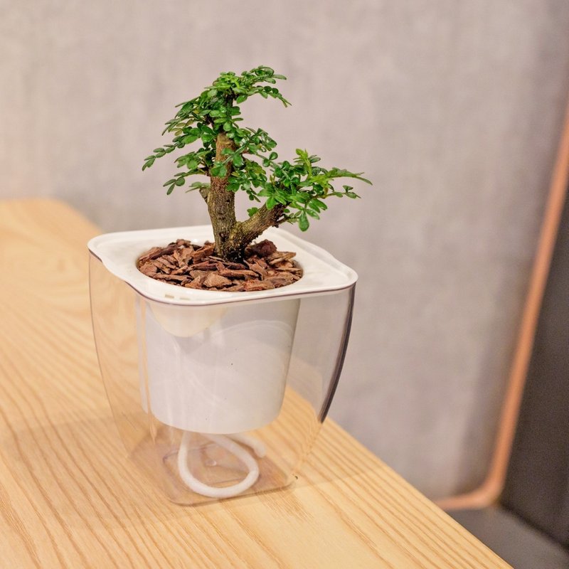 Pepperwood water-free square potted indoor plants foliage plants gift potted office gadgets - ตกแต่งต้นไม้ - พืช/ดอกไม้ 