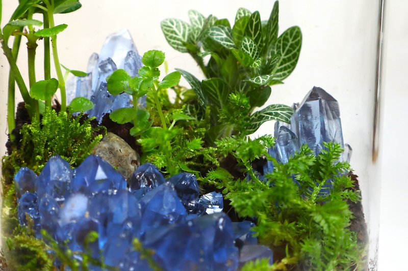 【微景觀】蘚晶秘境 - 室內植物/生態瓶/生日禮物/水晶 - 植物/盆栽/盆景 - 植物．花 綠色