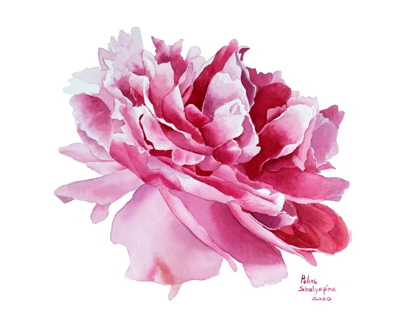 Peony Painting Original Watercolor Floral Wall Art Pink Flower Artwork - Posters - Paper Pink