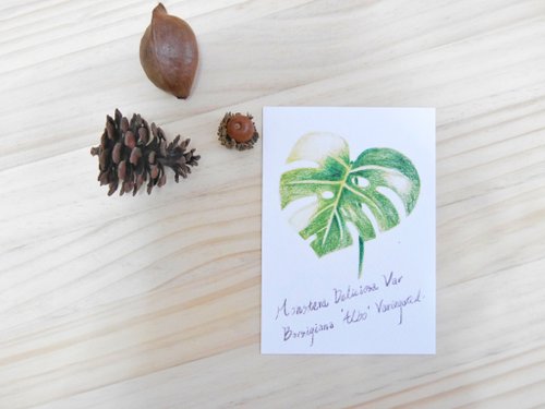 色鉛筆手描き観葉植物ポストカード l カメ太郎 lグリーン