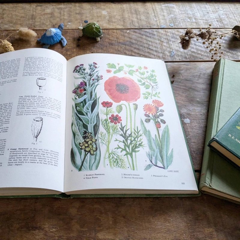 Wildflower illustrated book/old book/ancient book/illustrated book/flower arrangement/Christmas gift - Indie Press - Paper Yellow