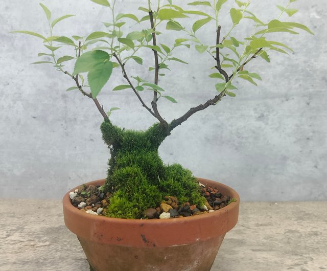 ユスラウメの盆栽 植物 盆栽 - ショップ plant-story 観葉植物 - Pinkoi