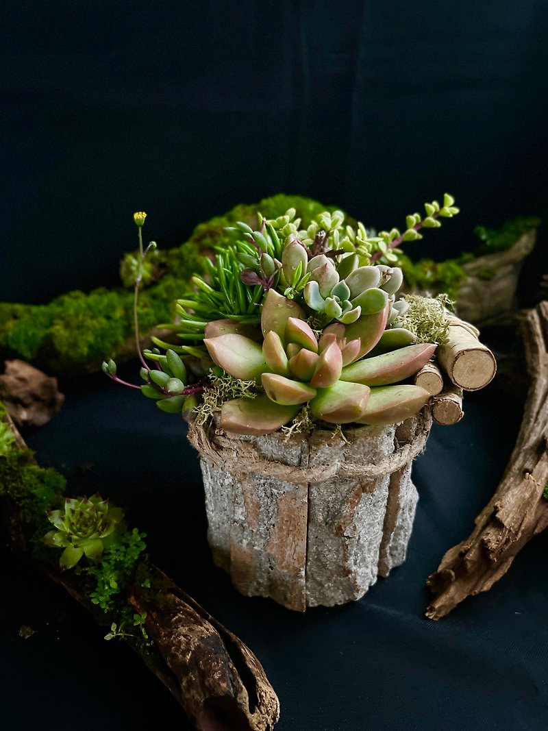 12/2-12/4 Winter forest/succulent pot experience Wakakusa Butcher Pinkoi Design Fest - Plants & Floral Arrangement - Plants & Flowers 
