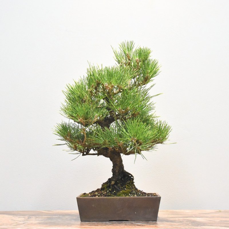 黑松 Black Pine | 盆景星球 Bonsai Planet - 盆栽/植栽 - 植物．花 