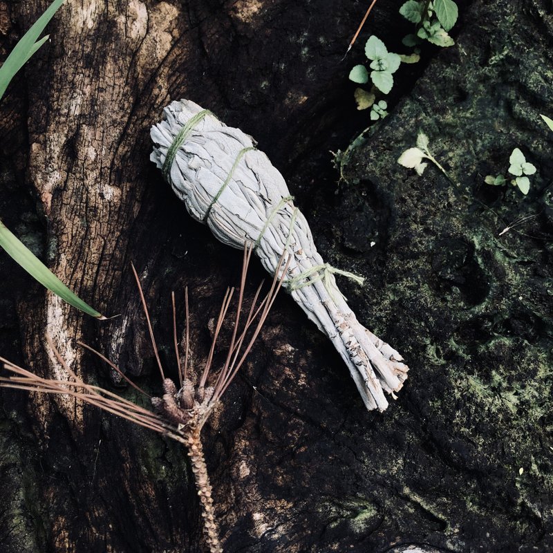 白色鼠尾草_火把 - 乾燥花/永生花 - 植物．花 多色