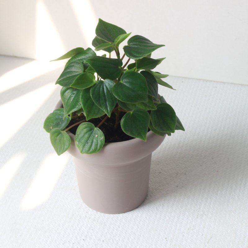 Planting potted l heart leaf pepper grass ice cream cup pot full of heart-shaped leaves indoor plants - Plants - Pottery 