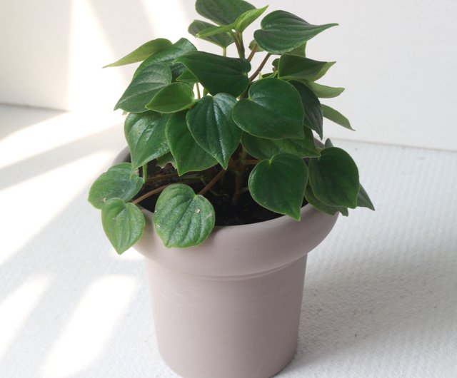 ハート形の葉の観葉植物