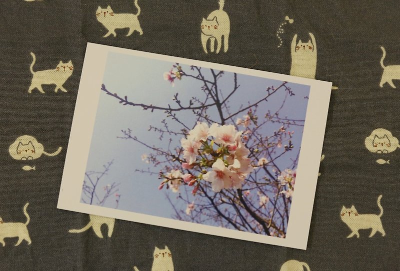 【Postcard】cherry blossoms - การ์ด/โปสการ์ด - กระดาษ ขาว