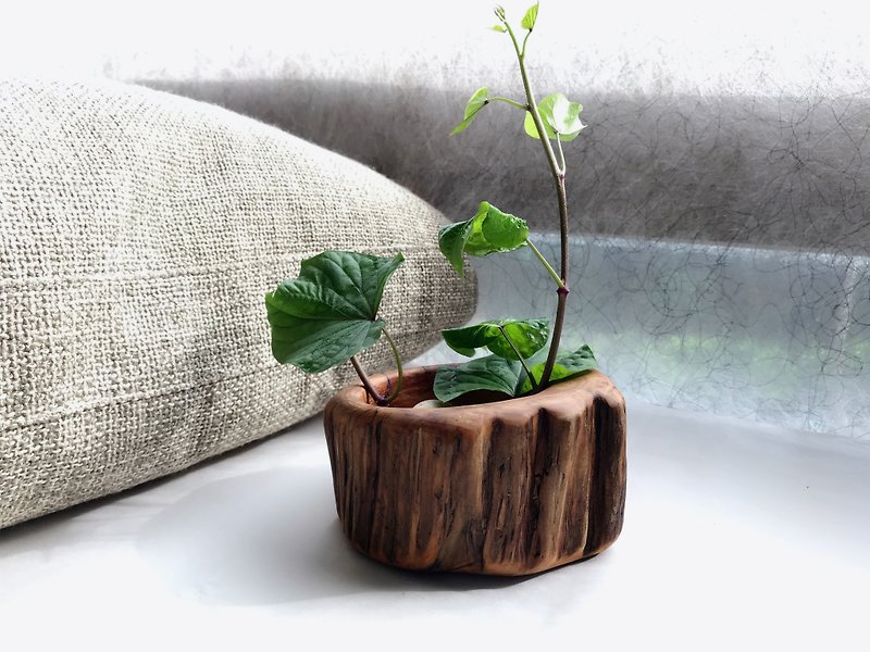 Xiao Nanmu 钵. succulent pots. - Plants - Wood Green