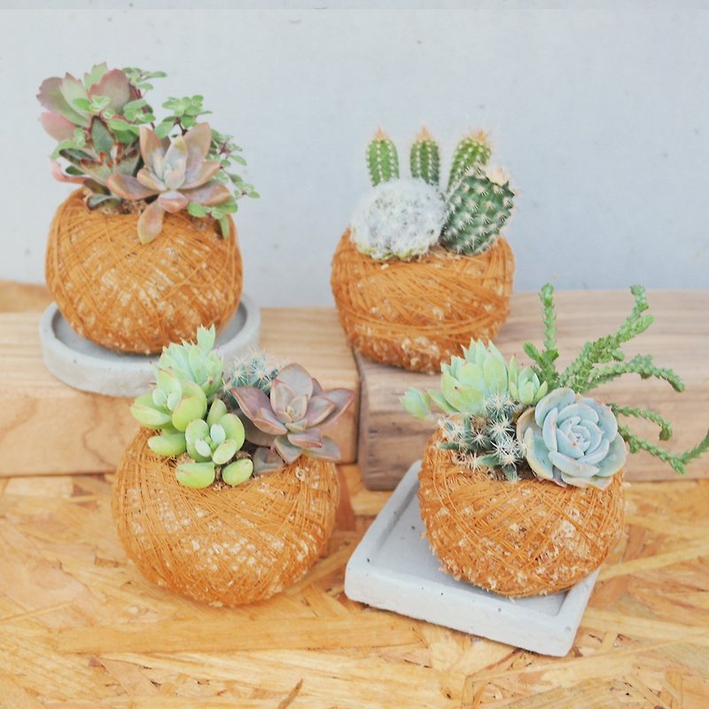 [Doudou Succulents] Housewarming│Gifts│Promotion│Succulents│-Little Moss Jade (Cement tray not included) - Plants - Other Materials 