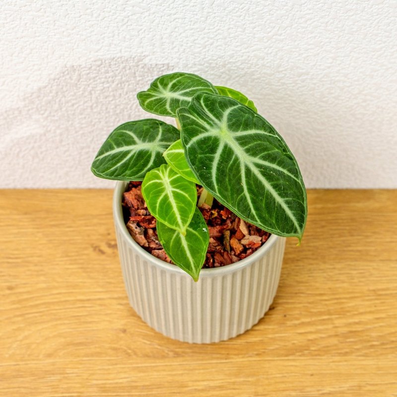 忍者觀音蓮 莫蘭迪色系直紋陶盆 室內植物 觀葉植物 禮物 盆栽 - 盆栽/植栽 - 植物．花 綠色