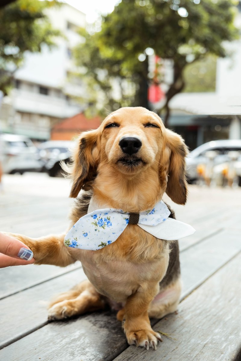 Pet Scarf // blue flower/bow tie // Cat Scarf / Dog Scarf - Clothing & Accessories - Cotton & Hemp White