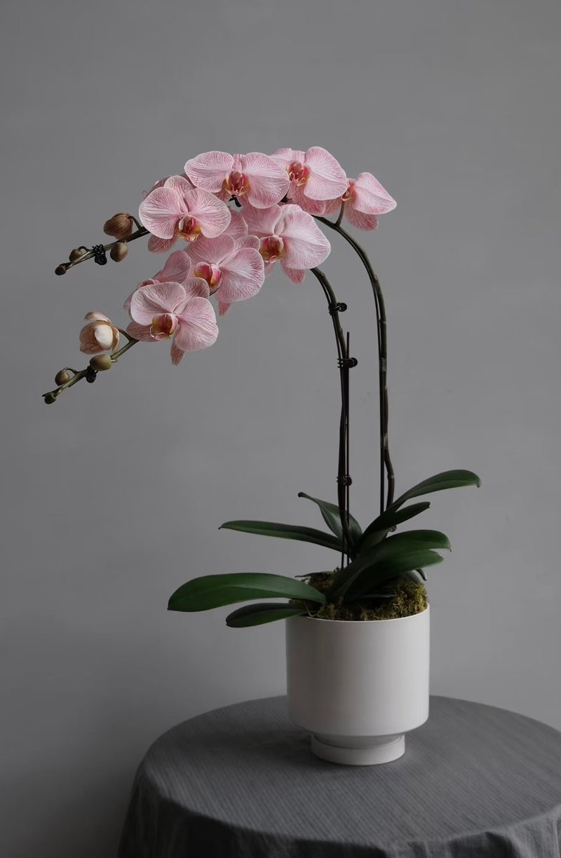 *Annual Flower Reservation*Macaron Phalaenopsis orchid with double irises in a pot, multiple colors available, about 50cm high - Plants - Plants & Flowers Multicolor