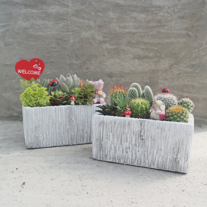 [Doudou Succulents] [Cultural Stone Long Pot Combination] Housewarming│Gifts│Promotion│Succulents - Plants - Cement 