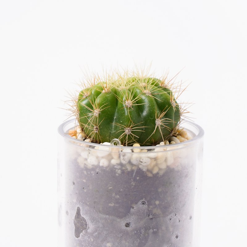 【金盛丸】多肉 植物 智慧型盆栽罐 | 蒔光 - 植栽/盆栽 - 植物．花 