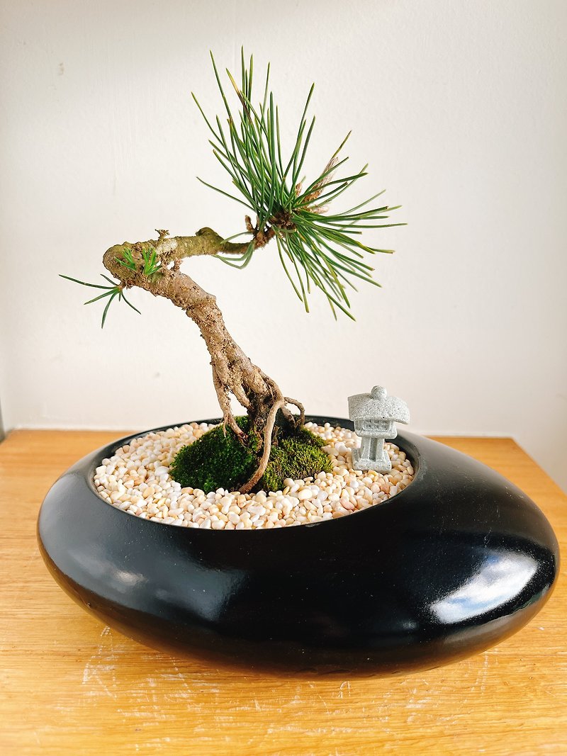 Purely natural Japanese potted black oval porcelain Zen dry landscape pine potted plant gift zen - Plants - Plants & Flowers Black