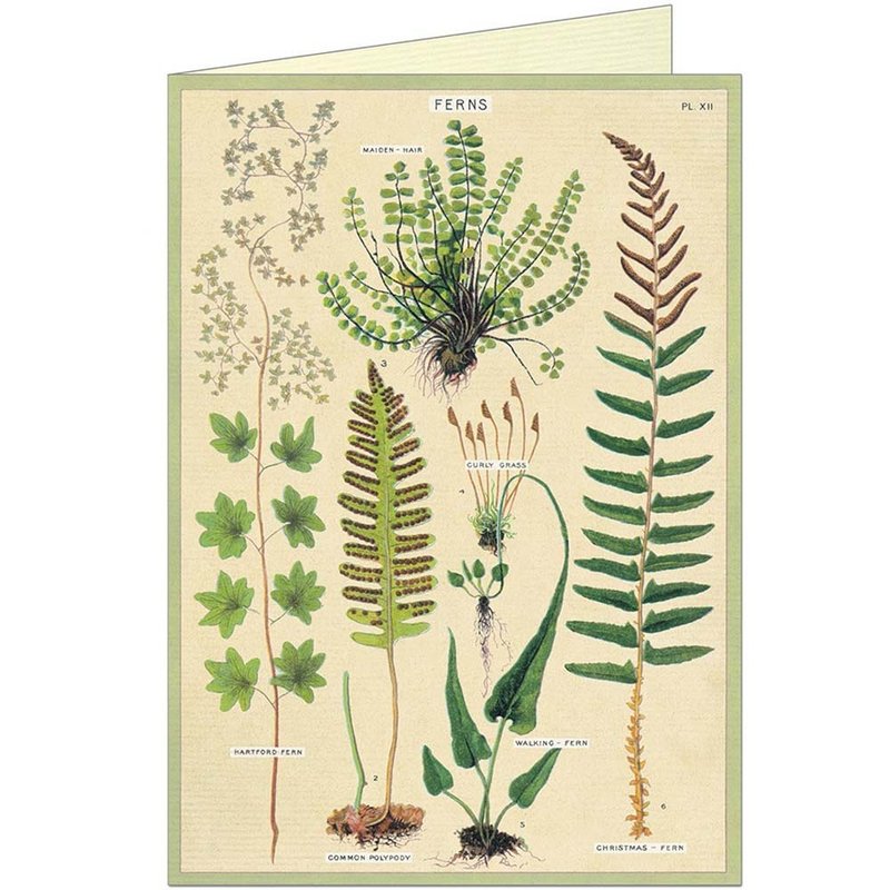 Cavallini & Co.  GREETING CARD 萬用卡(大)_蕨類植物 - 卡片/明信片 - 紙 多色