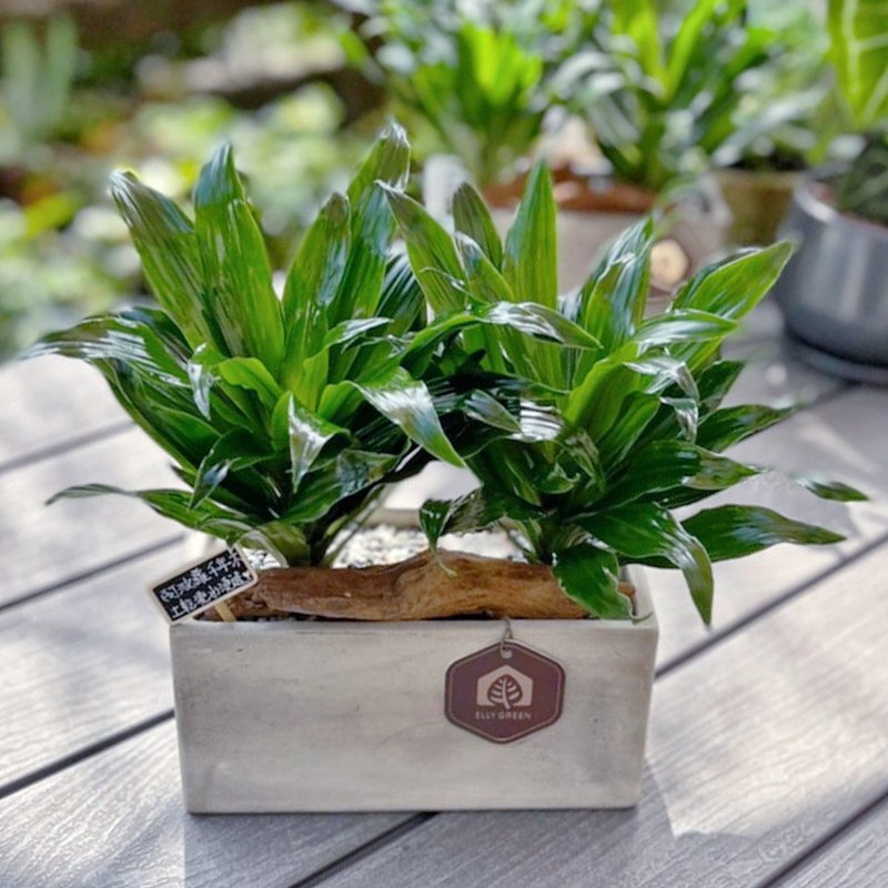 阿波羅千年木│觀葉植物│居家喬遷開幕送禮 【新竹區限定免運】 - 植栽/盆栽 - 植物．花 綠色