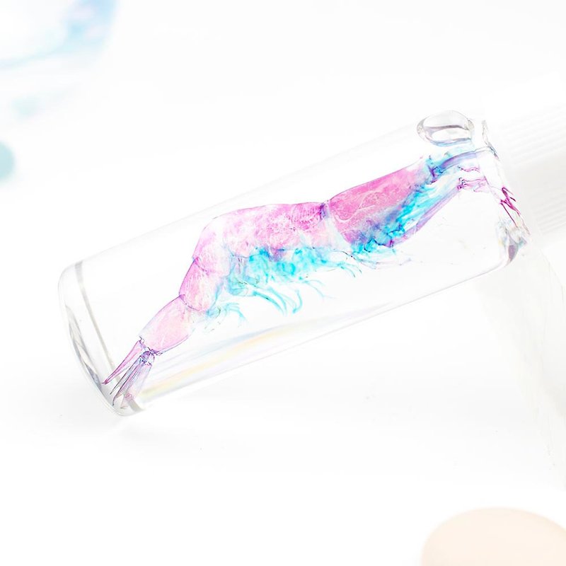 Transparent specimen glass shrimp shrimp specimen Taiwan marine life - Items for Display - Glass Multicolor