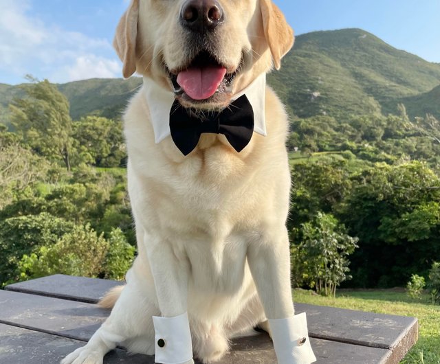 Dog wedding shop bow