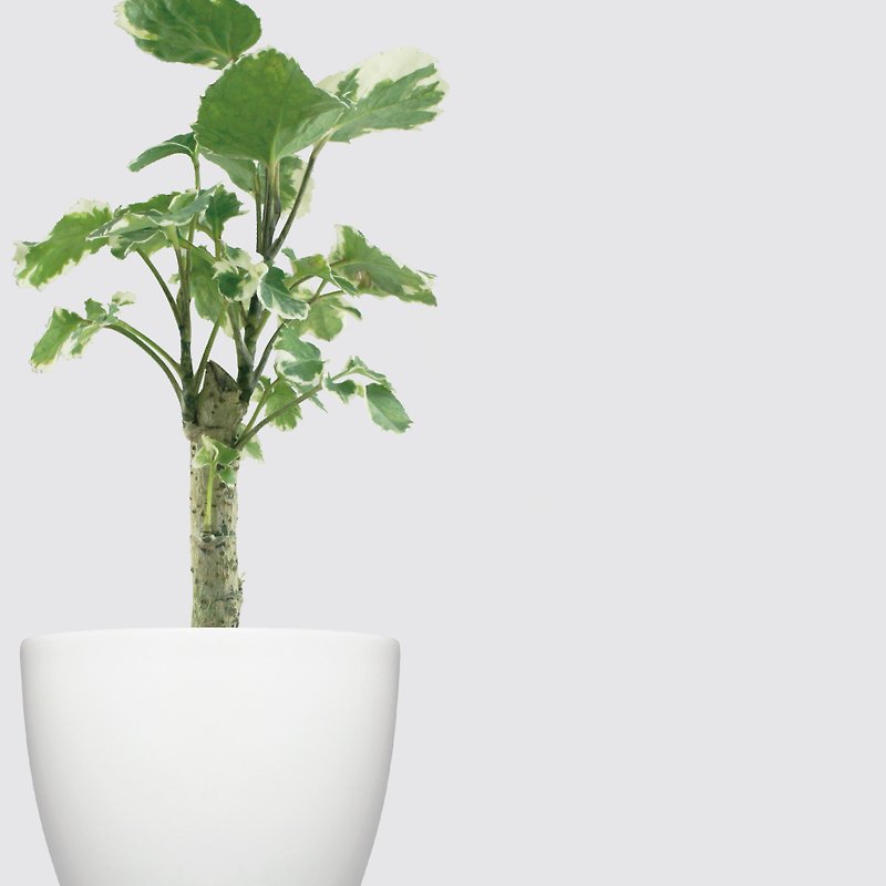 │Xianliシリーズ│Phloxvariegata-自動水和オフィスプラントを備えた水耕栽培の鉢植え植物 - 観葉植物 - 寄せ植え・花 ホワイト