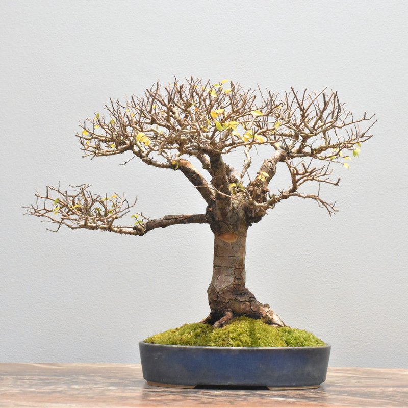 榆櫸 Japanese Elm | 盆景星球 Bonsai Planet - 盆栽/植栽 - 植物．花 