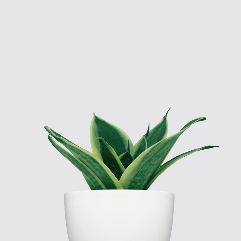 │ Rhinoceros Series │ King Kong Tigertail Orchid-Air Purifying Indoor Plant Hydroponic Potted Plant