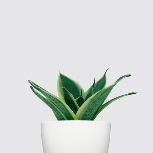 │Rhinocerosシリーズ│KingKongTigertailOrchid-空気清浄屋内植物水耕鉢植え植物
