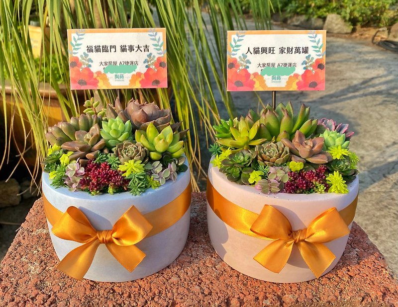 [Urgent order available] Flower pots can be colored/free customized cards/safe delivery/succulent potted plants/ Cement pots - ตกแต่งต้นไม้ - พืช/ดอกไม้ สีเขียว