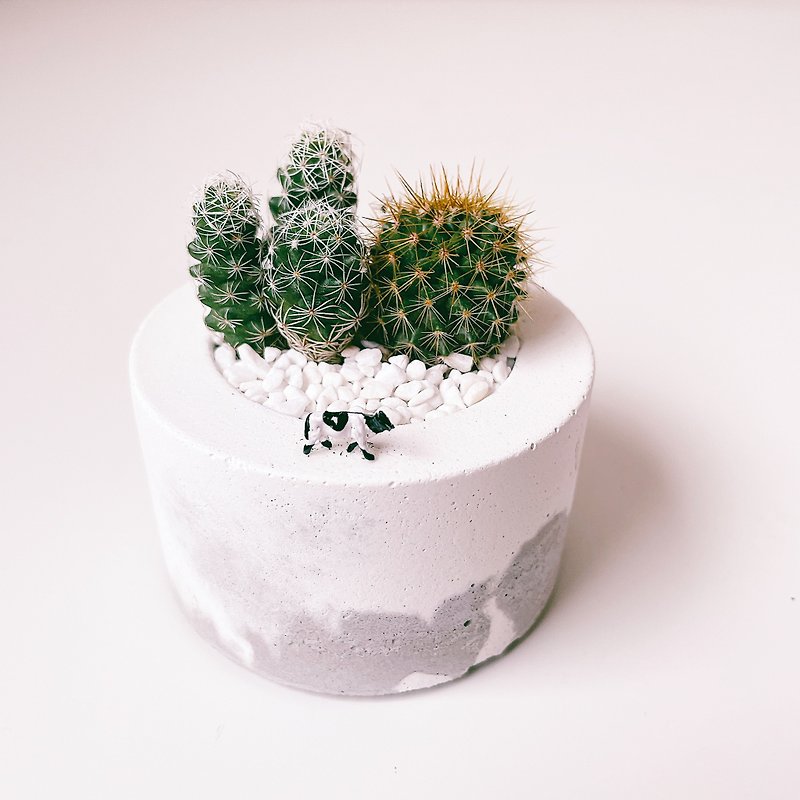 Cow pasture- Cement succulent pot/cactus pot (planting is completed, no need for diy) - Plants - Cement Gray