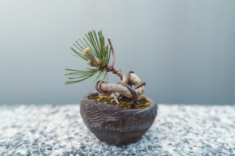 黑松造型盆栽 迷你黑松配手工盆優美 可以搭配各種空間美學 - 植栽/盆栽 - 植物．花 綠色