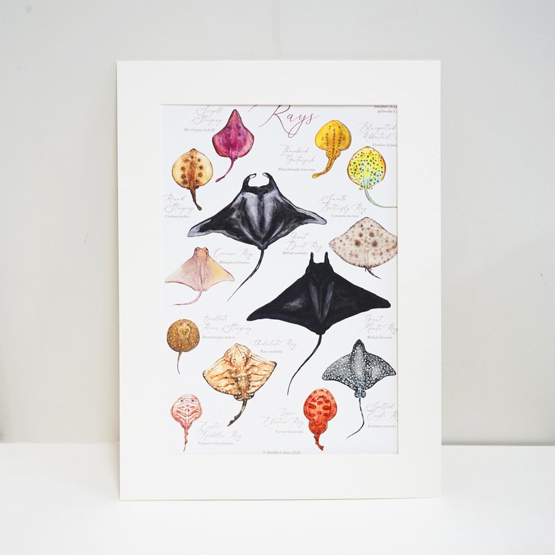 【Manta】Rays Watercolour Illustrated Encyclopedia A4 Art Print - โปสเตอร์ - กระดาษ สีดำ