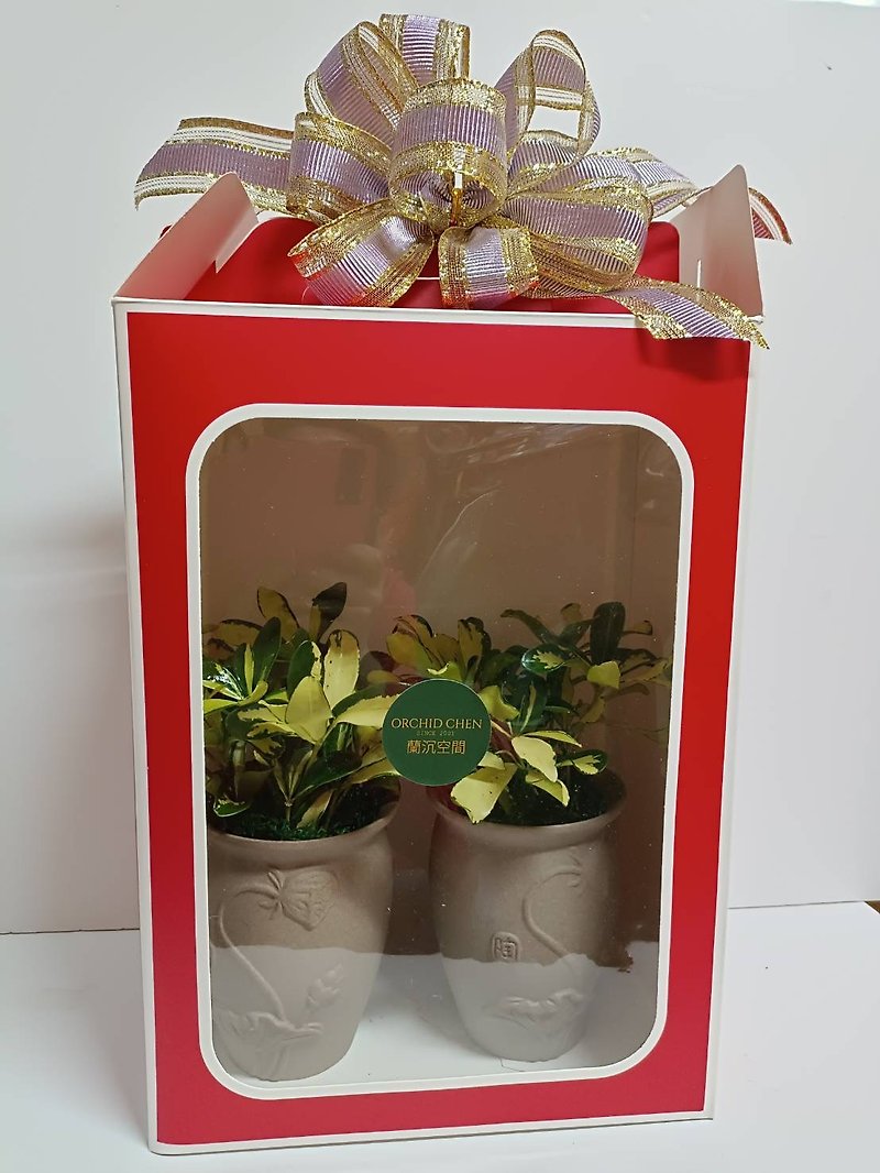 桌上型盆栽-鵝掌藤盆栽禮盒 送禮自用擺設