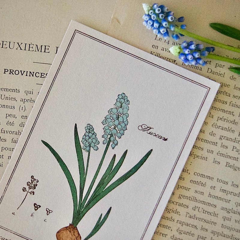 postcard / muscari / letterpress / 100 ×148mm - Cards & Postcards - Paper 