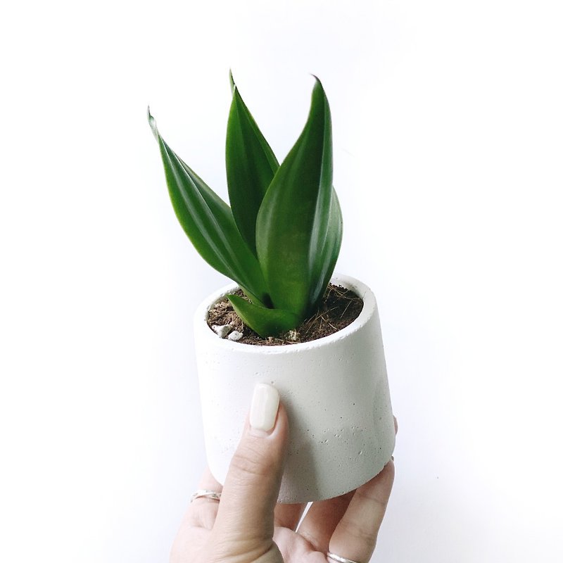 (Pre-order) White and Gray Gradient Series | Dark Green Sansevieria Purifies the Air Round Two-color Cement Planting - ตกแต่งต้นไม้ - พืช/ดอกไม้ สีเทา