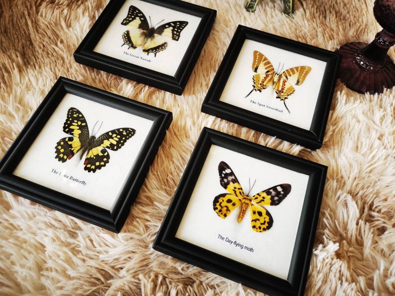 Set Mix 4 Real Beautiful Butterfly In Frame Display Insect Taxidermy Home Decor - 牆貼/牆身裝飾 - 木頭 