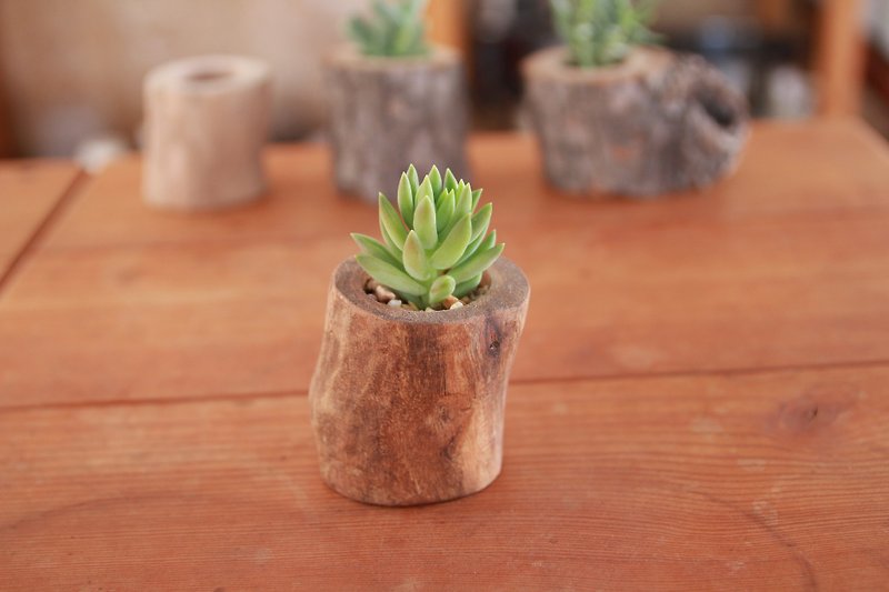 【Taiwan camphor wood】Succulent plant log flowerpot 1-inch-peeled-oiled - Plants - Wood 