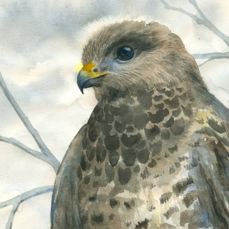 Falcon on a branch artwork hand painted Watercolor painting on paper - 壁貼/牆壁裝飾 - 其他材質 