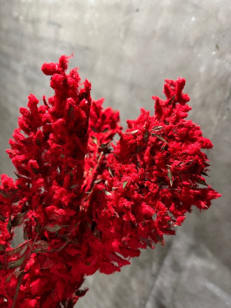 Italian red rich leaves dried flowers with beautiful color and strong love Christmas decorations - ช่อดอกไม้แห้ง - พืช/ดอกไม้ สีแดง