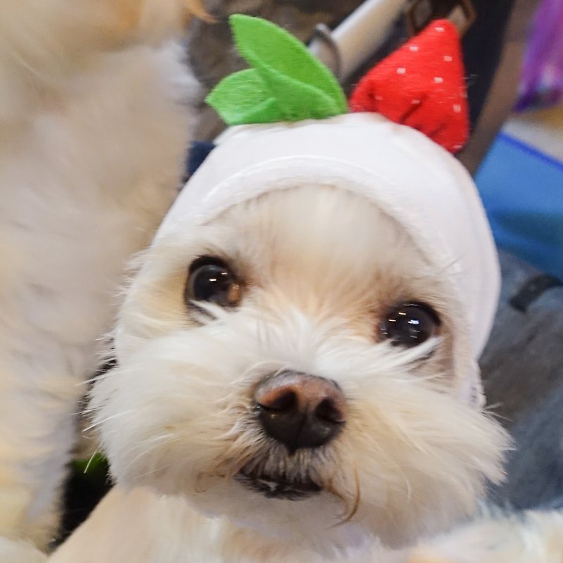 (White) Strawberry Dafu Pet Dog Hat Head Cover *S - ชุดสัตว์เลี้ยง - ผ้าฝ้าย/ผ้าลินิน ขาว