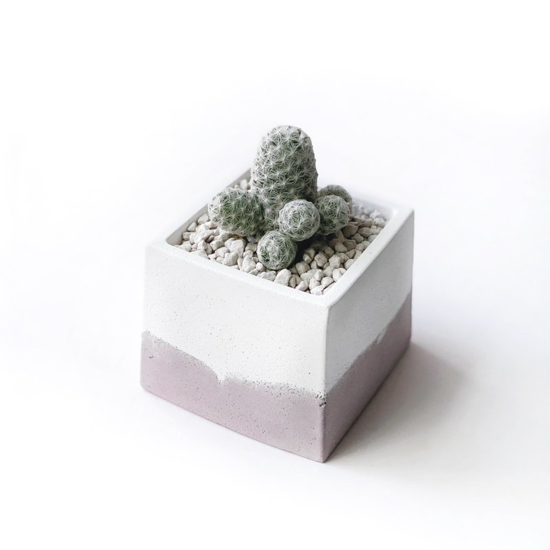(預購) 莫蘭迪粉系列 | 姬春星仙人掌 方形水泥仙人掌植栽 - 盆栽/植栽 - 植物．花 粉紅色