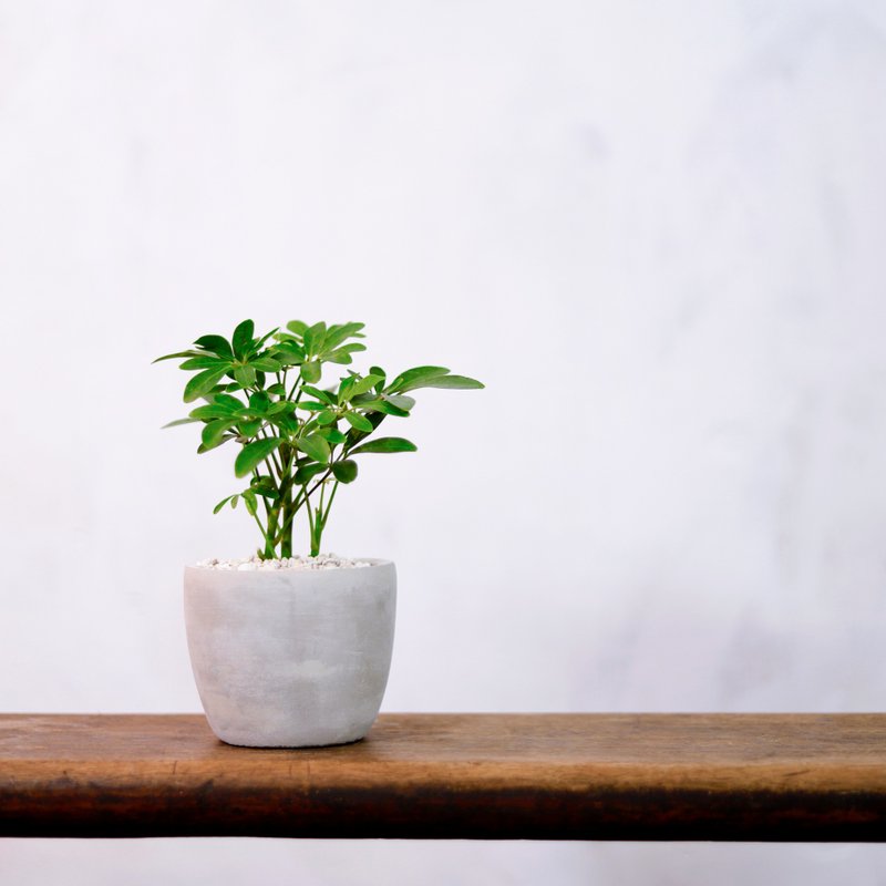 【室內盆栽】鵝掌藤 觀葉植物 盆栽 植栽 開幕送禮 開運樹 幸運樹 - 盆栽/植栽 - 植物．花 綠色