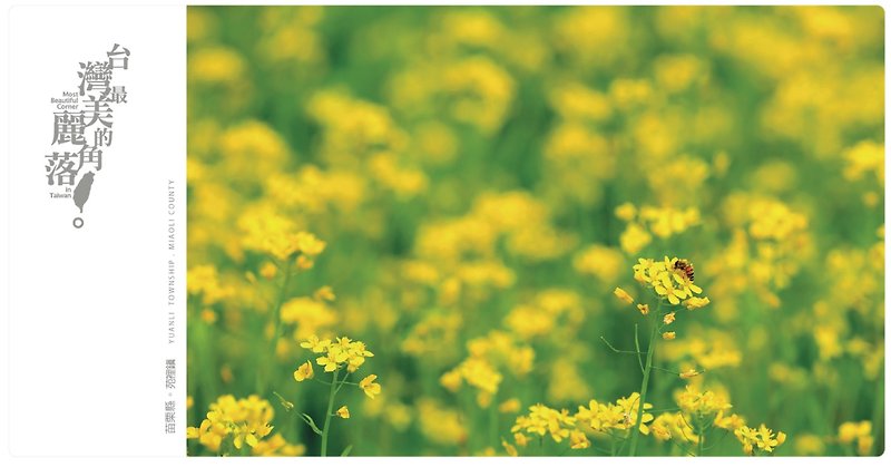 [Design] eyeDesign see Taiwan's most beautiful corners of postcards - full of canola flower - การ์ด/โปสการ์ด - กระดาษ สีเหลือง