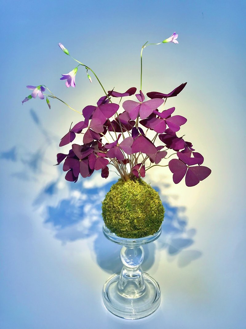 ママとガールフレンドへの素晴らしいバレンタインデーギフト - Clover Moss - 観葉植物 - 寄せ植え・花 