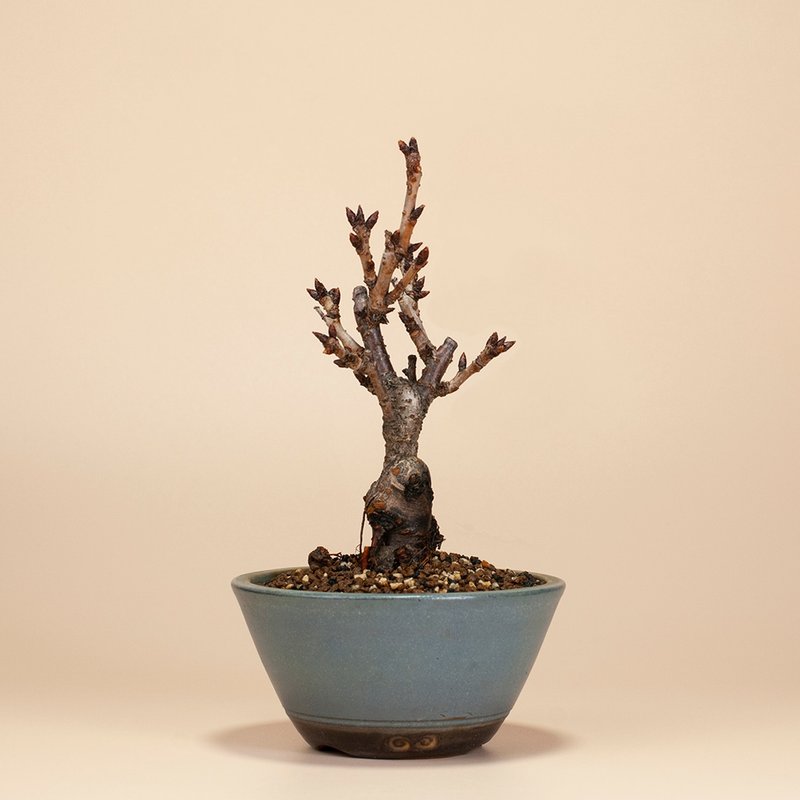 [Japanese Plants] Asahiyama Cherry Blossom Plant Sketch Bonsai - Plants - Plants & Flowers 