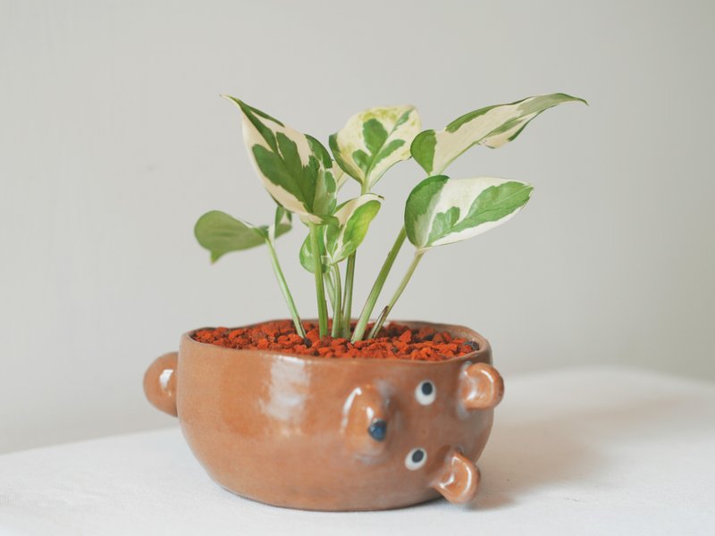 【限量一盆】白金葛•棕熊 陶物盆栽 - 盆栽/植栽 - 陶 咖啡色