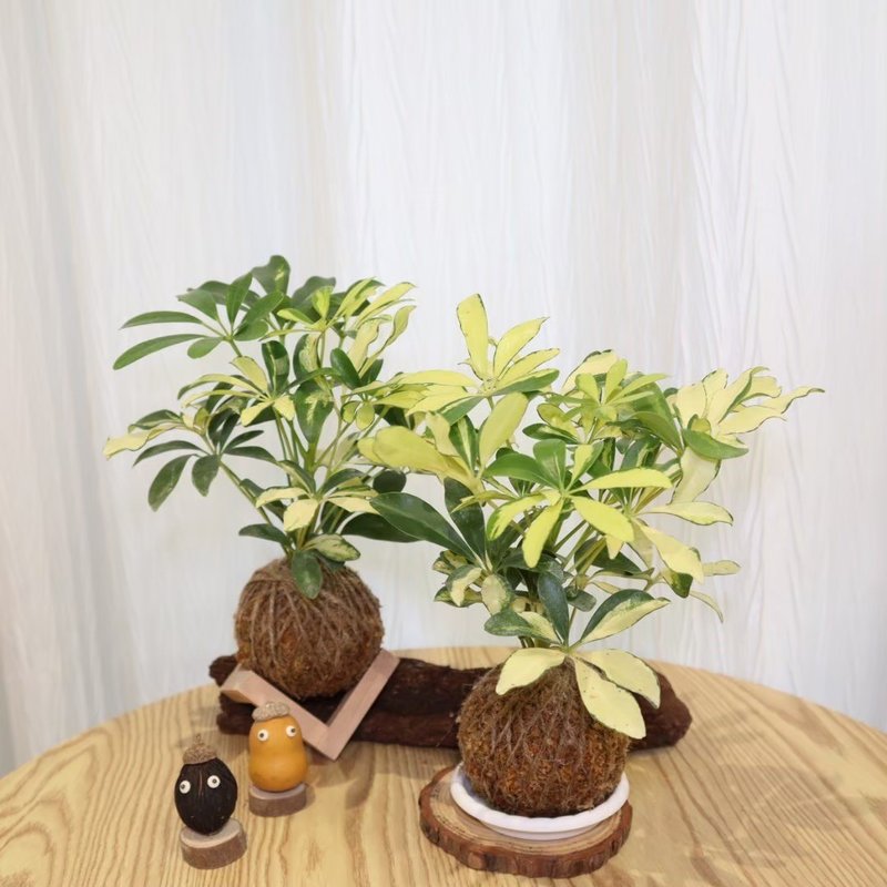 |斑葉鵝掌藤苔球| 贈送塑膠底座 / 植男人紳 手作苔球 - 盆栽/植栽 - 植物．花 綠色